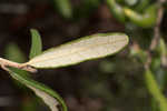 Sand live oak